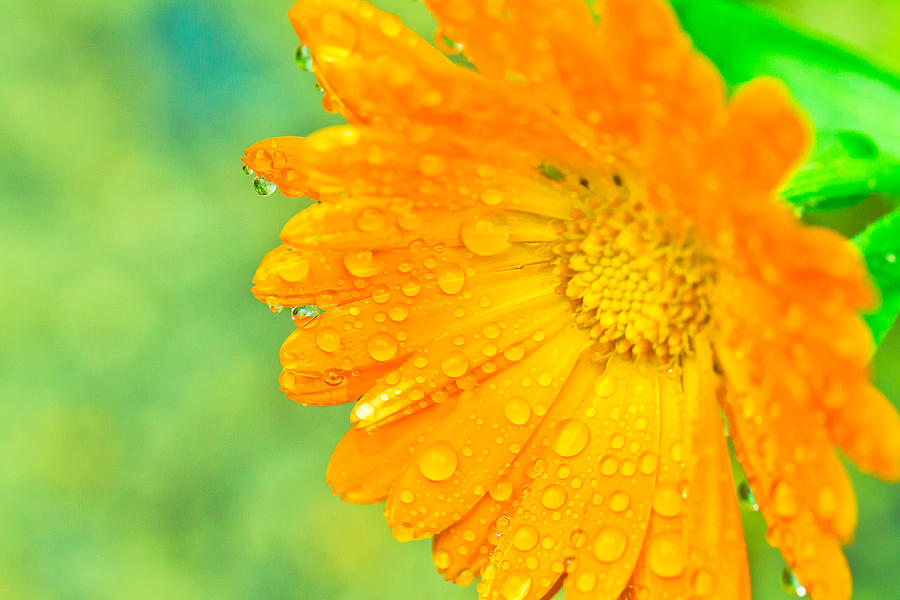Flower with Raindrops Photograph by Ben Graham