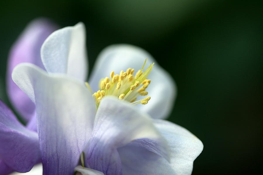 Flower with Stamin Photograph by Elena Crouch | Fine Art America