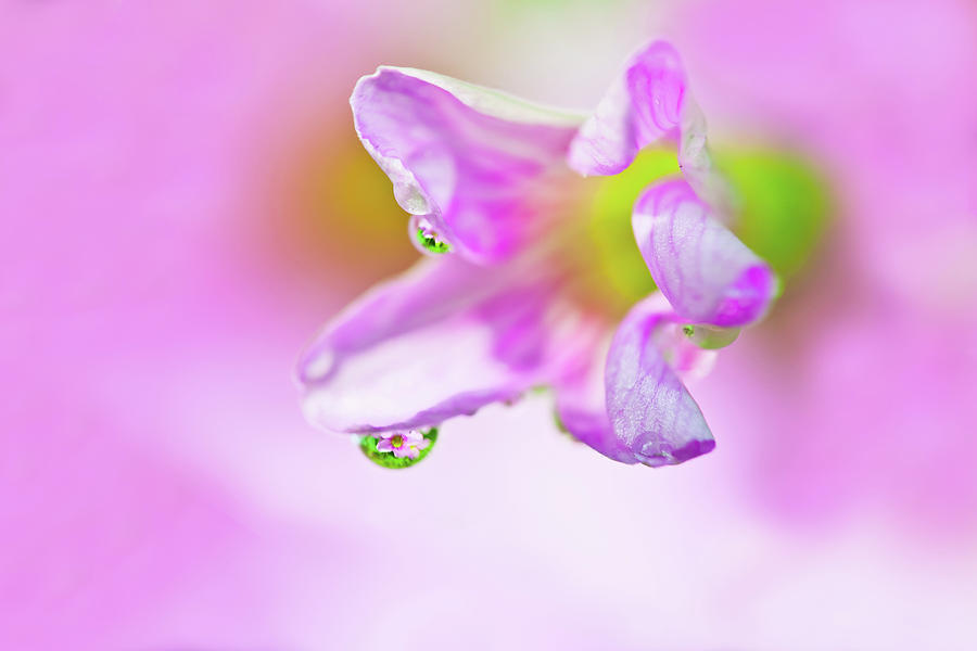 Flower With Water Drop Photograph by Wan Ru Chen