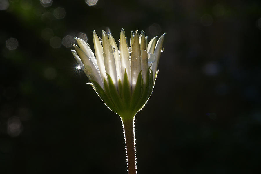 Flower with waterdrops Photograph by Erik Tanghe