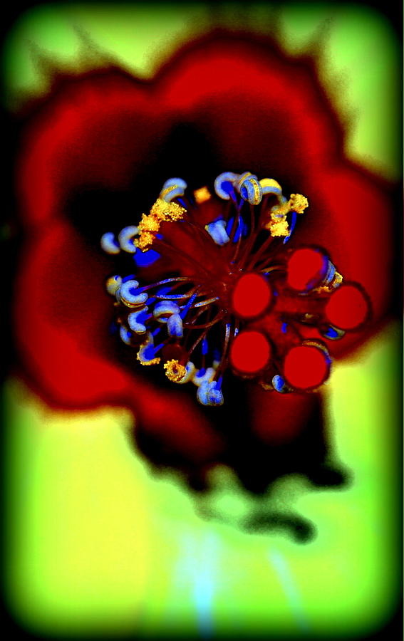 Flower Photograph - Flower Within by Kathy Sampson