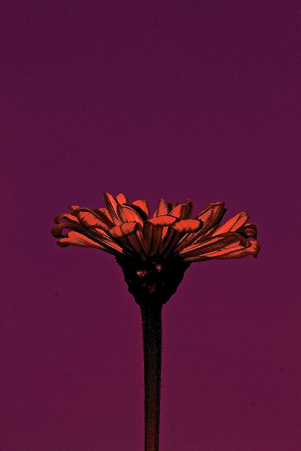 Flower Photograph - Flower Work by Gillis Cone