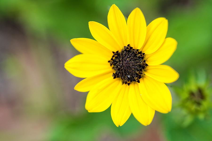 Flower Yellow Photograph