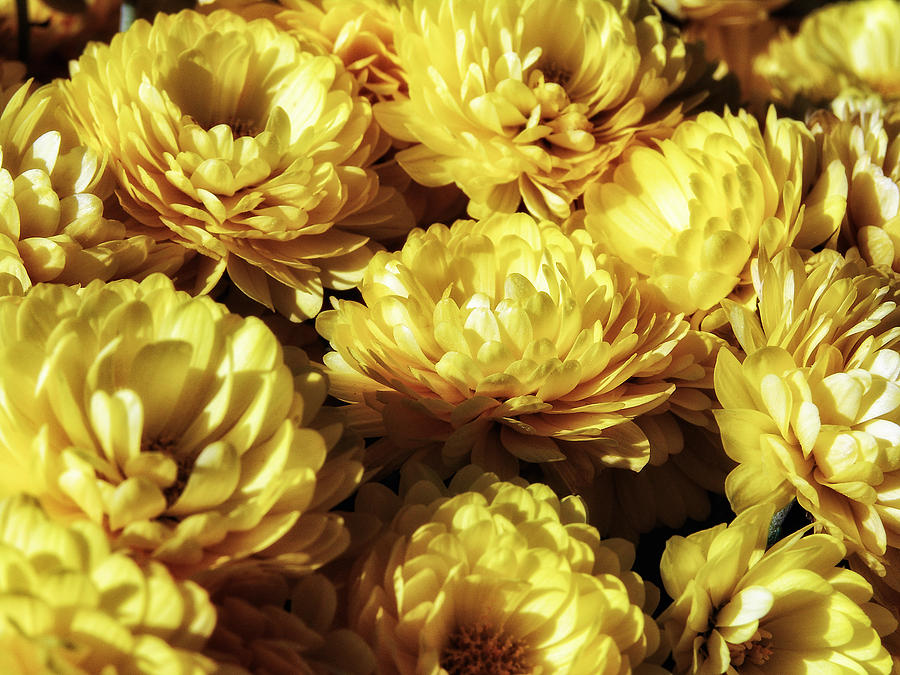 Flower Yellow Photograph by John Swartz