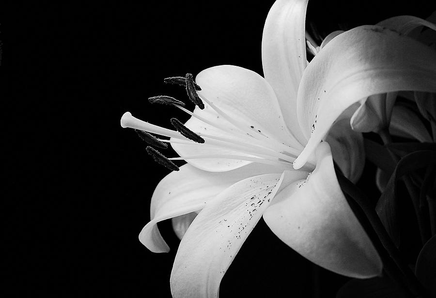Flower Photograph - Flower23 by Ingrid Smith-Johnsen