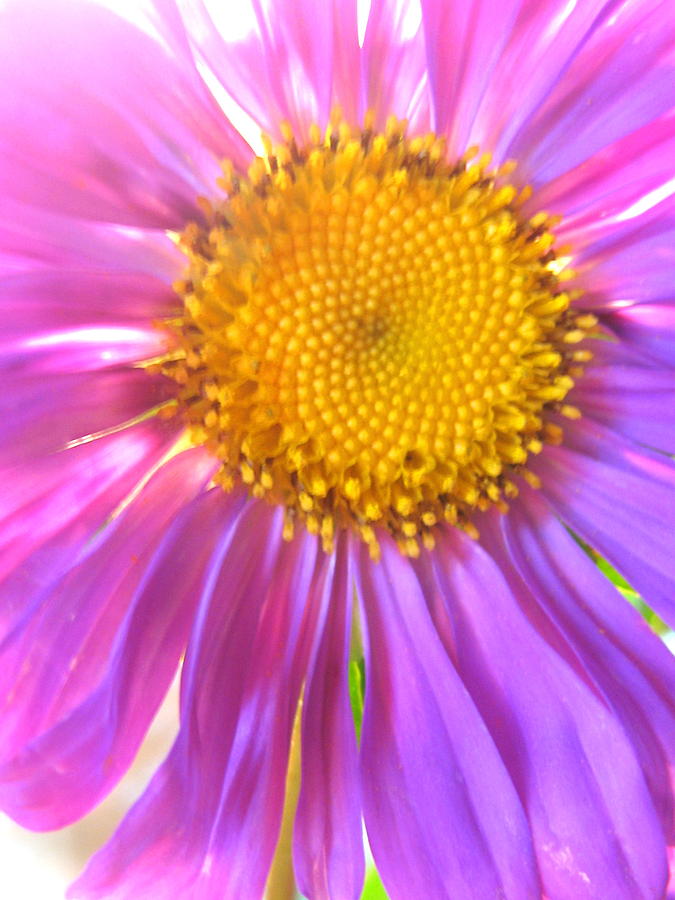 Flowerburst Daisy Photograph by Tracy Male