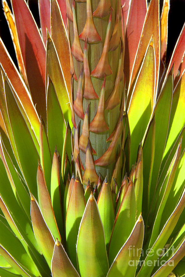 Abstract Photograph - Flowering Agave Abstract by Douglas Taylor