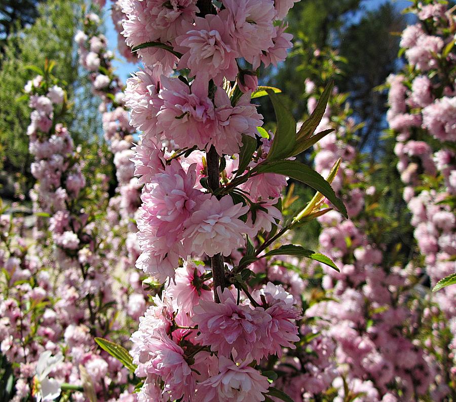 Flowering Almond Photograph by MTBobbins Photography - Fine Art America