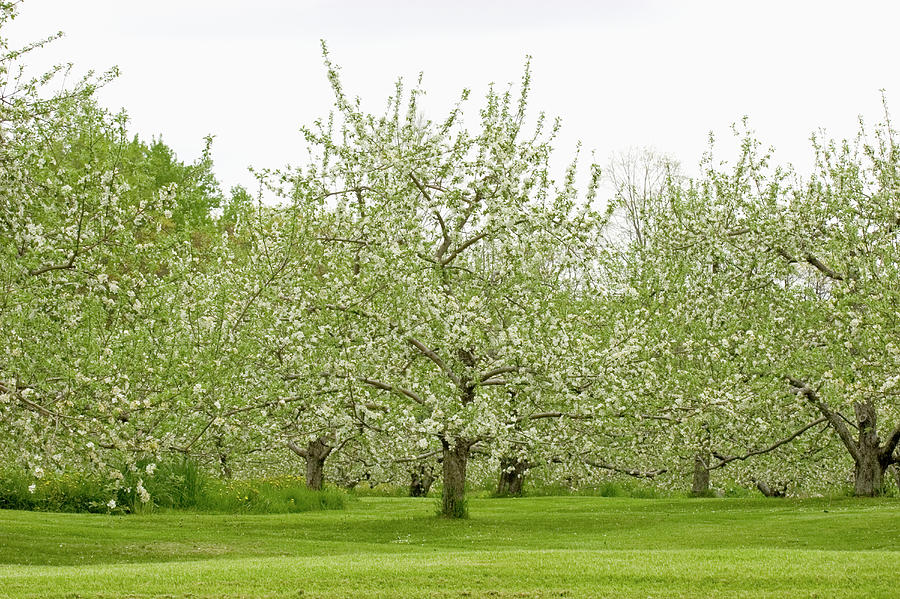 Flowering Apple Orchard In The Spring Photograph by Science Stock Photography/science Photo Library
