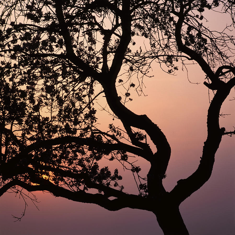 Flowering apple tree at sunset Photograph by Ulrich Kunst And Bettina Scheidulin