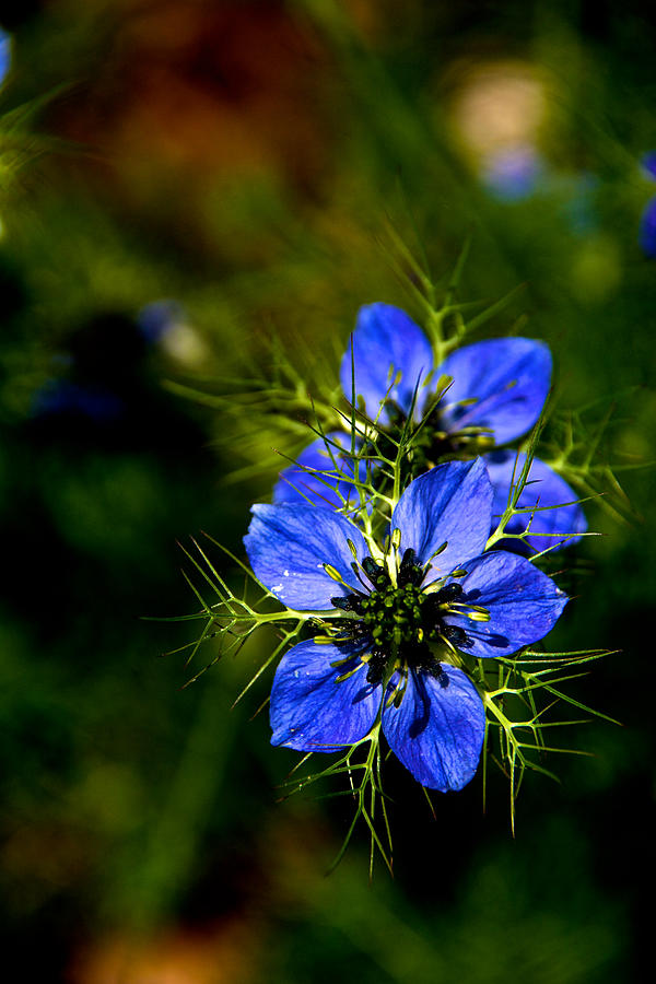 Flower Photograph - Flowering Blues by Kathi Isserman