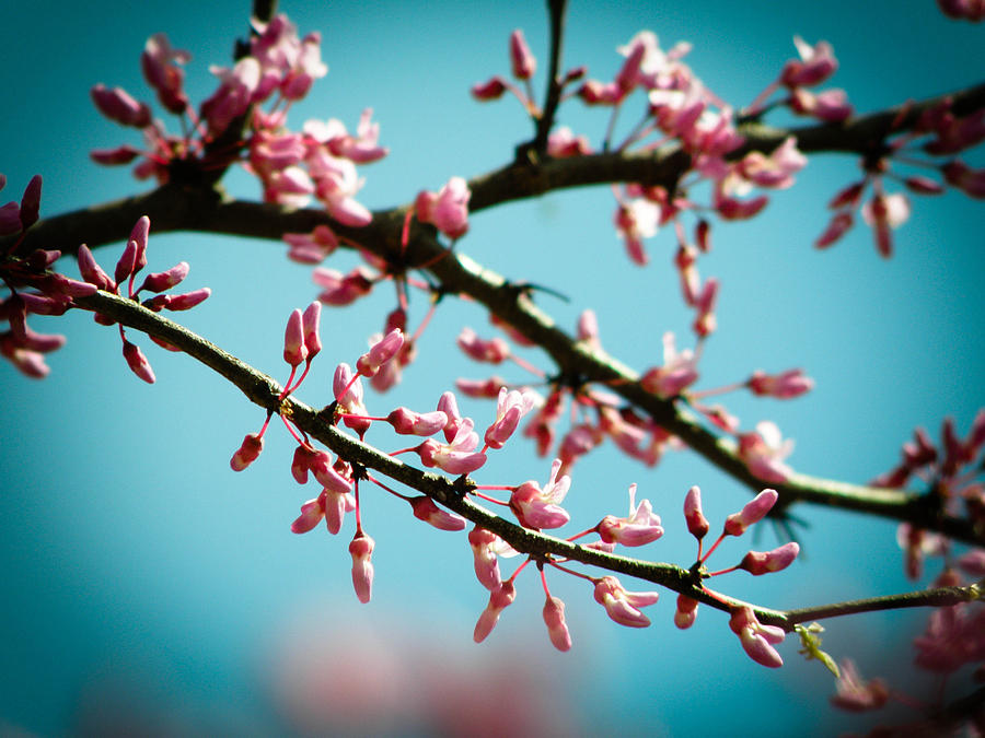 Flowering Branches Photograph by Alissa Hobaugh Fine Art America