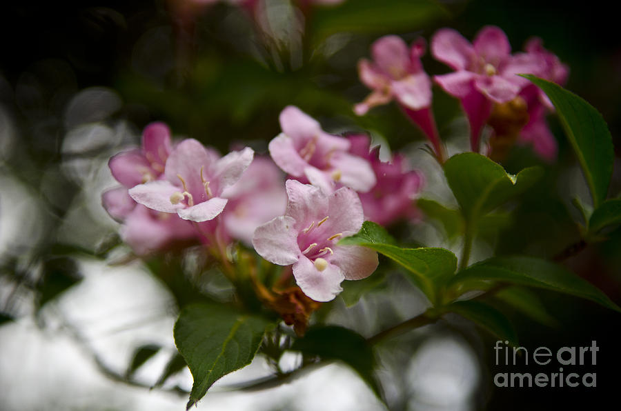 Flowering Branches Photograph