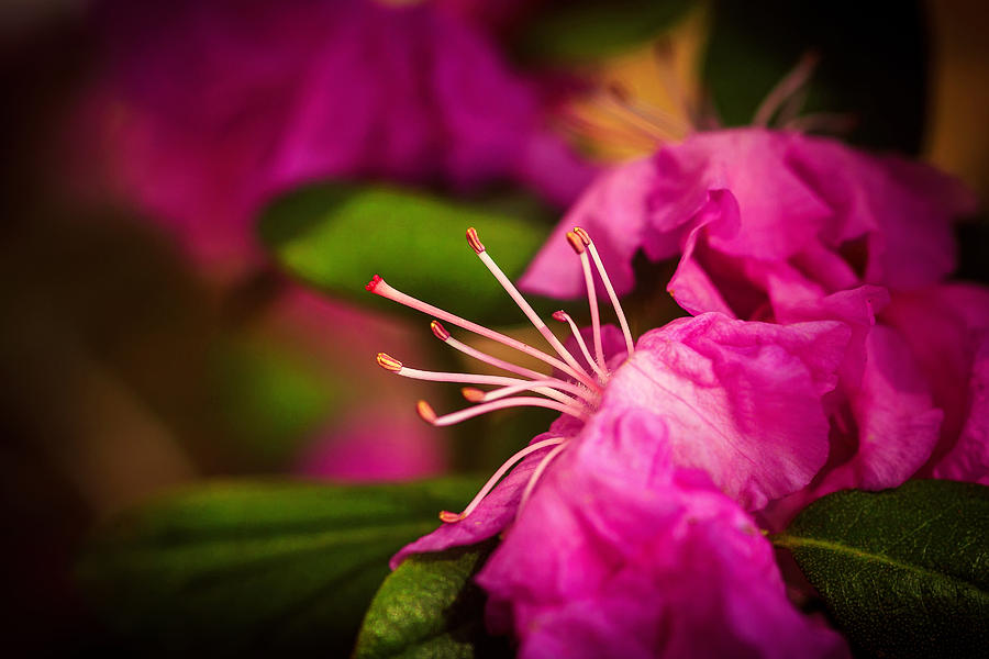 Flowering Bush Photograph by Sennie Pierson