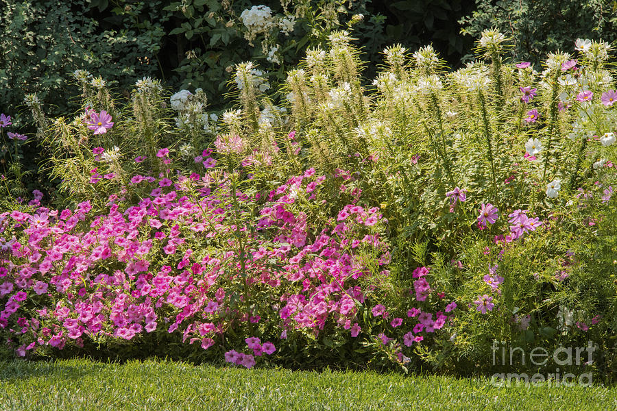 Flowering Bushes Photograph by Bob Phillips