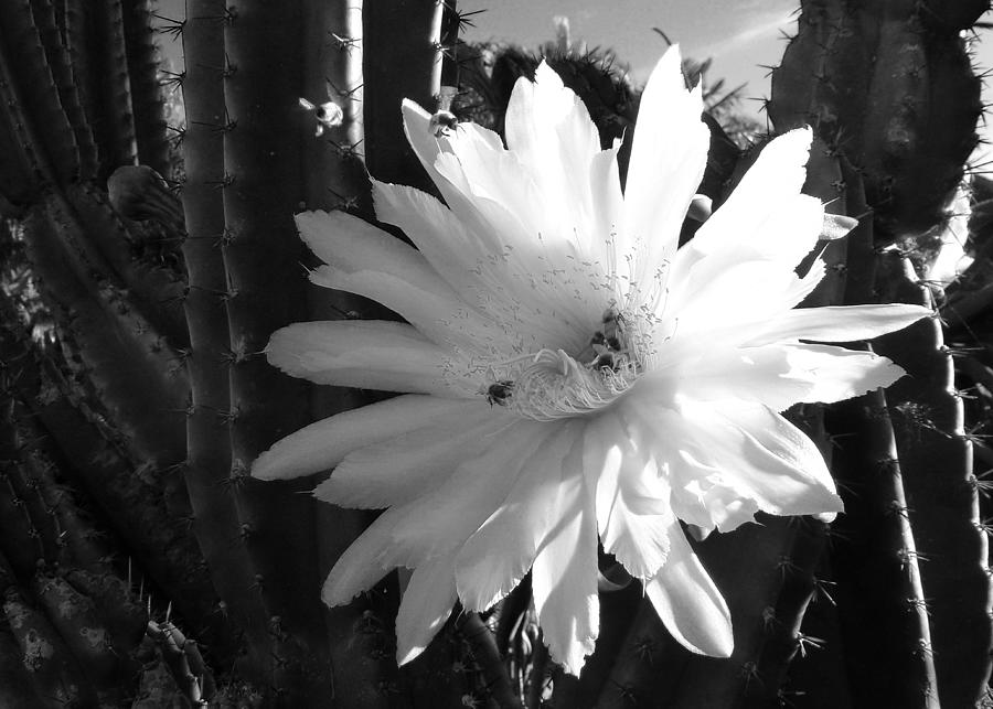 Flowering Cactus 1 BW Photograph by Mariusz Kula