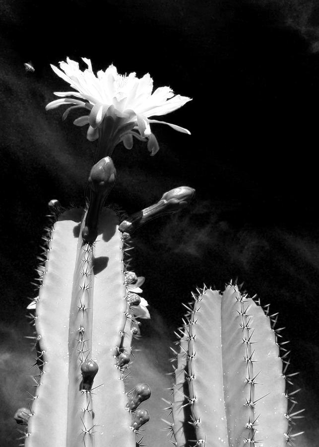 Flowering Cactus 2 BW Photograph by Mariusz Kula
