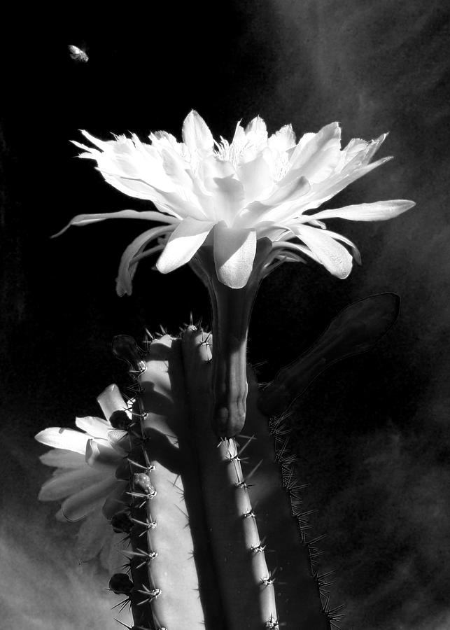 Flowering Cactus 3 BW Photograph by Mariusz Kula
