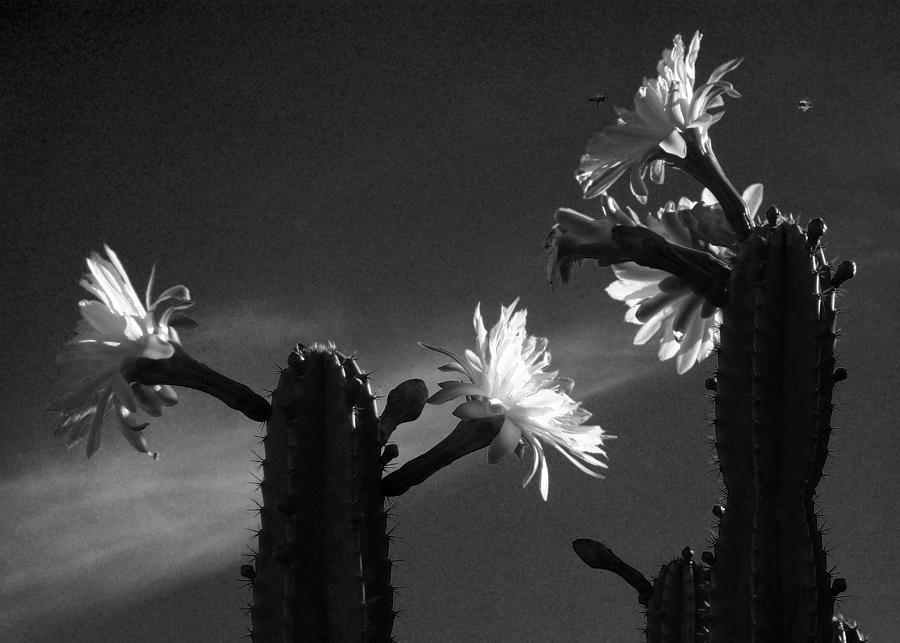 Flowering Cactus 4 BW Photograph by Mariusz Kula