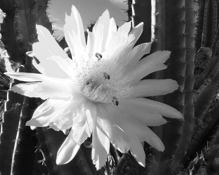 Flowering Cactus 5 BW Photograph by Mariusz Kula
