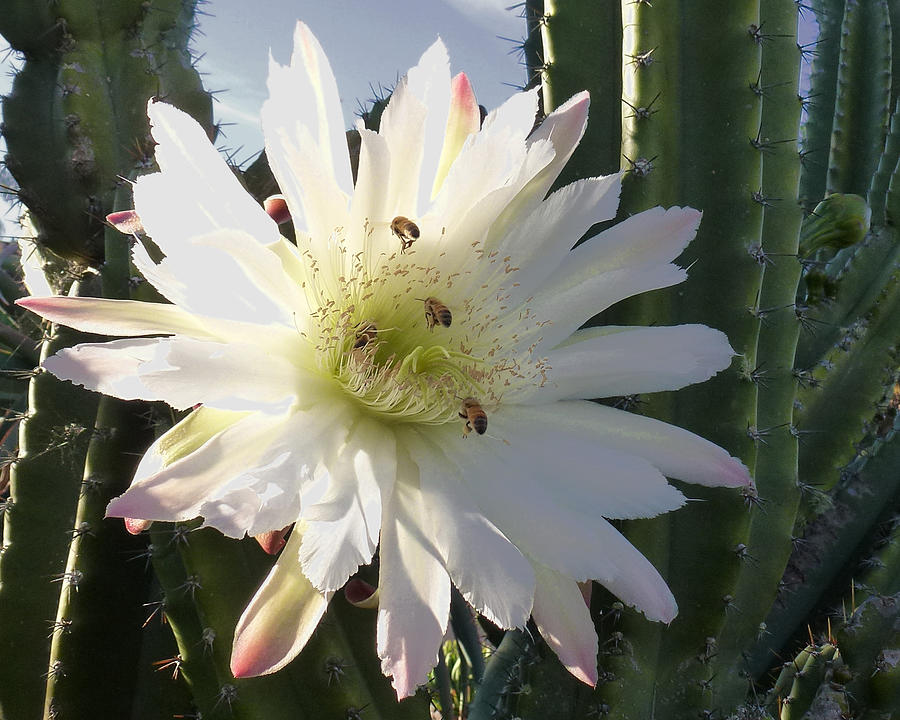 Flowering Cactus 5 Photograph by Mariusz Kula
