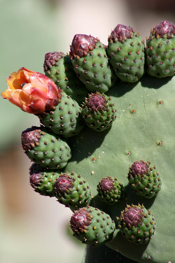 Flowering Cactus Photograph
