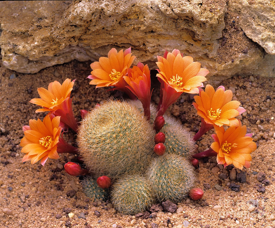 Flowering Cactus Photograph by Hermann Eisenbeiss