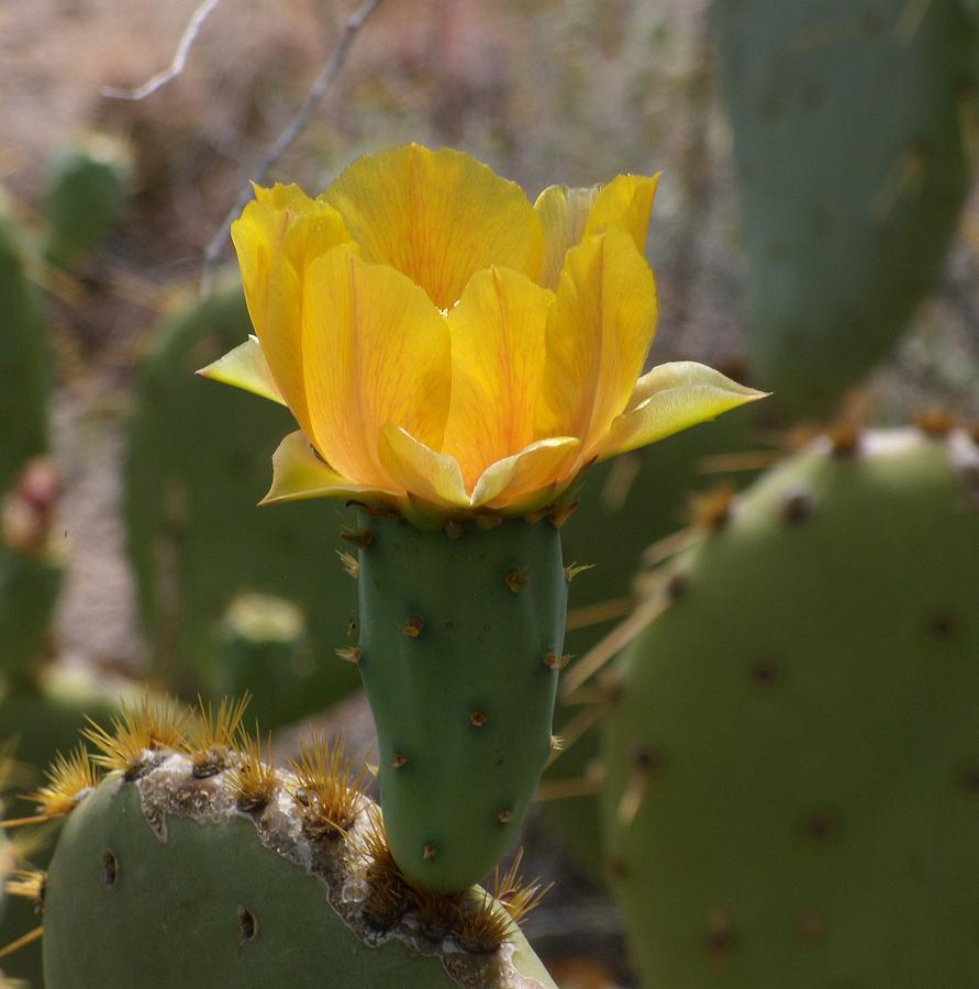 Flowering Cactus Photograph by Lisa Weber - Fine Art America