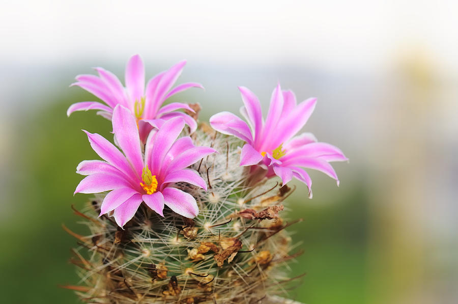 Flowering Cactus Photograph by Nekan