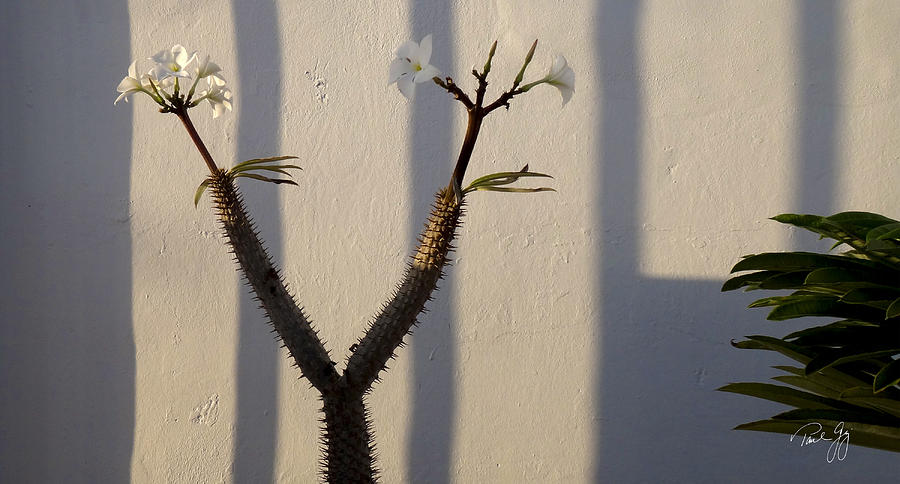 Flowering Cactus Photograph by Paul Gaj