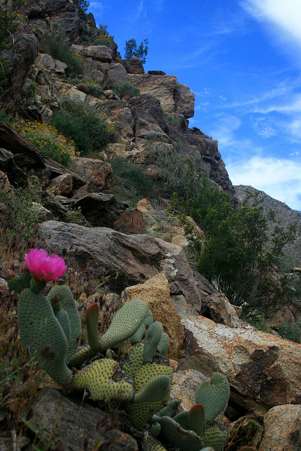 Flowering Cactus  Photograph by Scott Cunningham