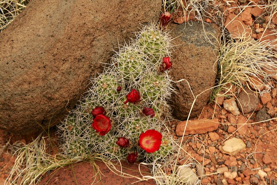 Flowering Cactus Utah Photograph by Suzanne Lorenz