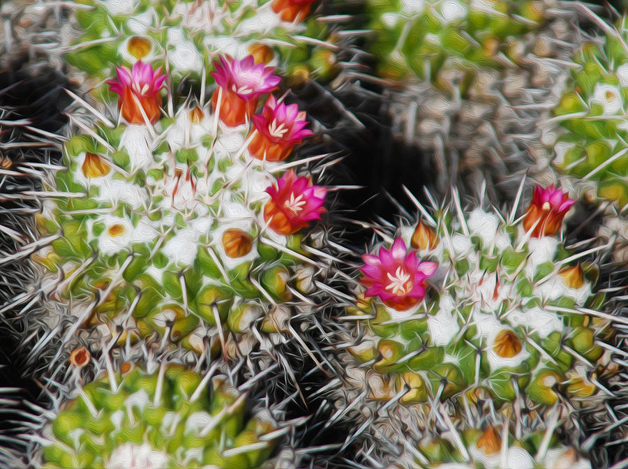 Flowering Cactus Photograph by Tracy Winter