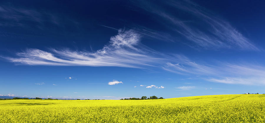 Flowering Canola Field With Wispy Photograph by Michael Interisano