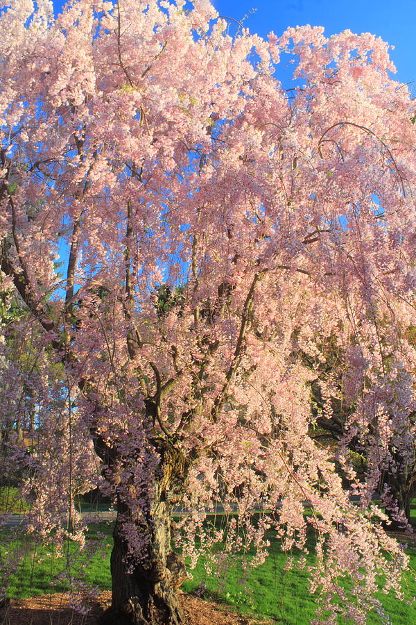 Flowering Cherry At Arnold Arboretum Photograph