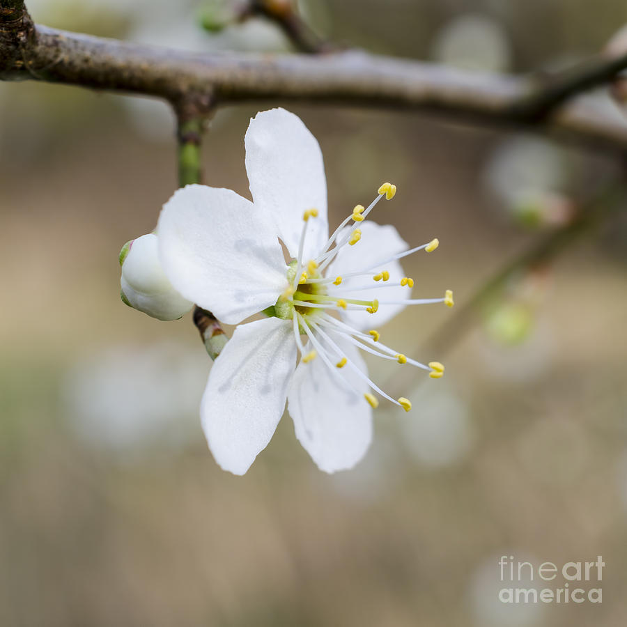 Flowering cherry blossom Photograph by Steev Stamford