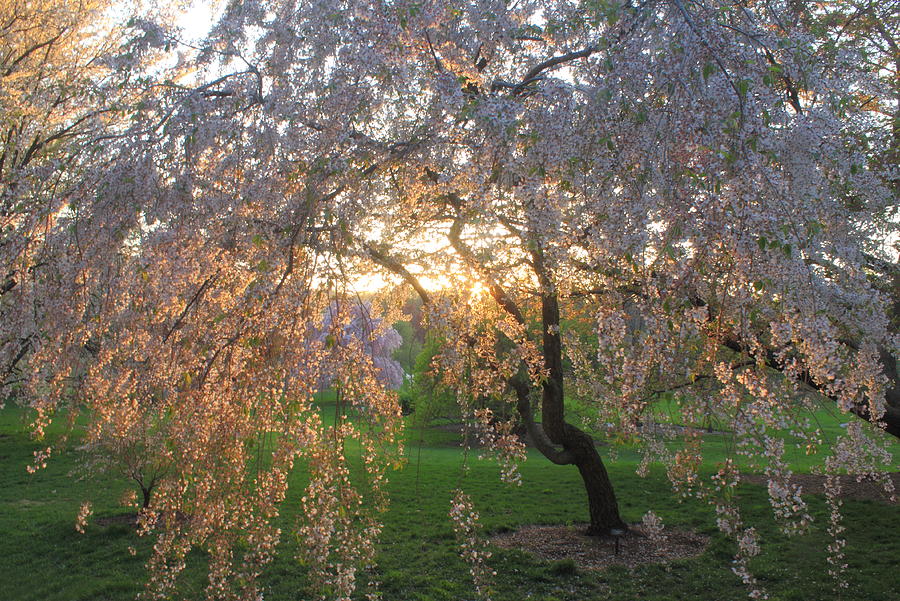 Flowering Cherry in Evening Light Arnold Arboretum Photograph by John Burk