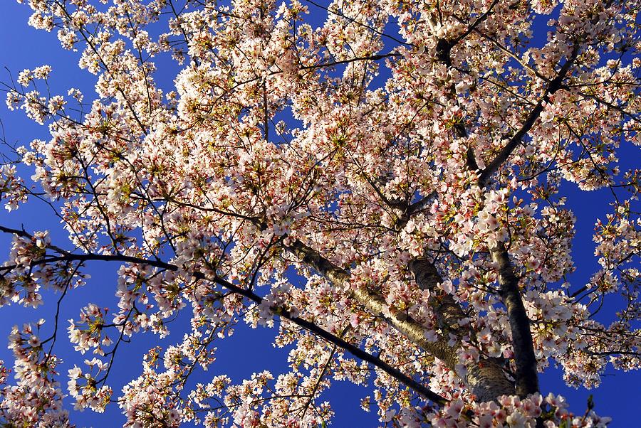 Flowering Cherry Tree at DC Cherry Blossom Festival Photograph by Willie Harper