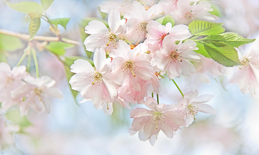 Spring Photograph - Flowering Cherry Tree Blossoms by Jennie Marie Schell