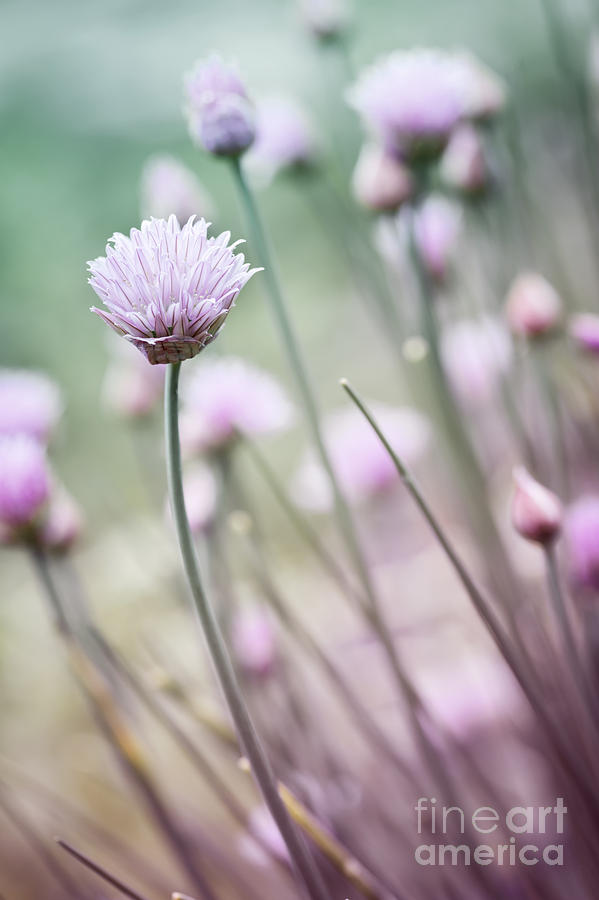 Flower Photograph - Flowering chives I by Elena Elisseeva