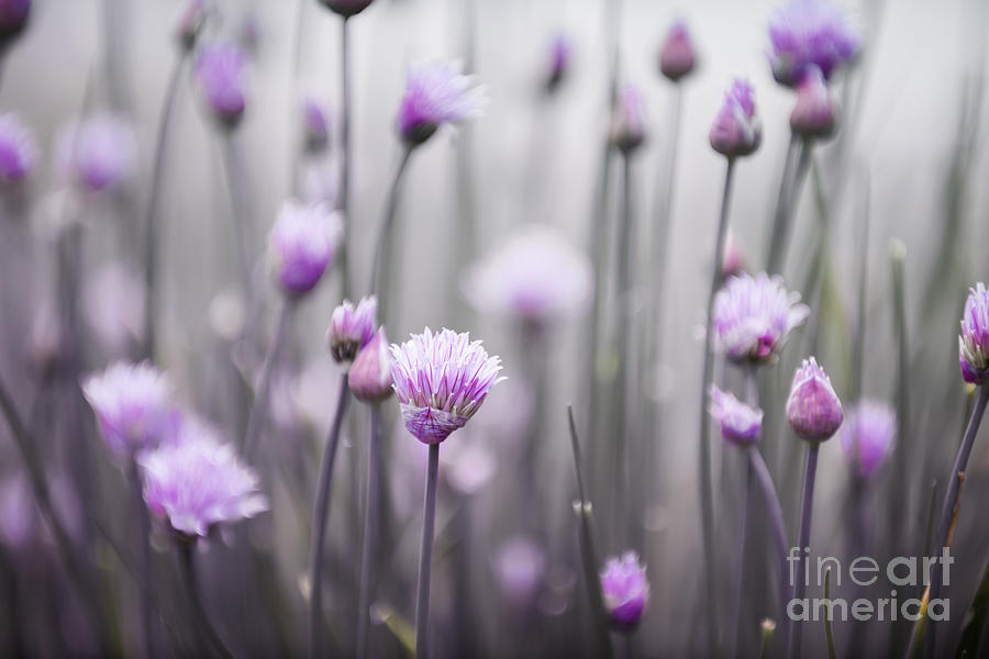 Flower Photograph - Flowering chives III by Elena Elisseeva