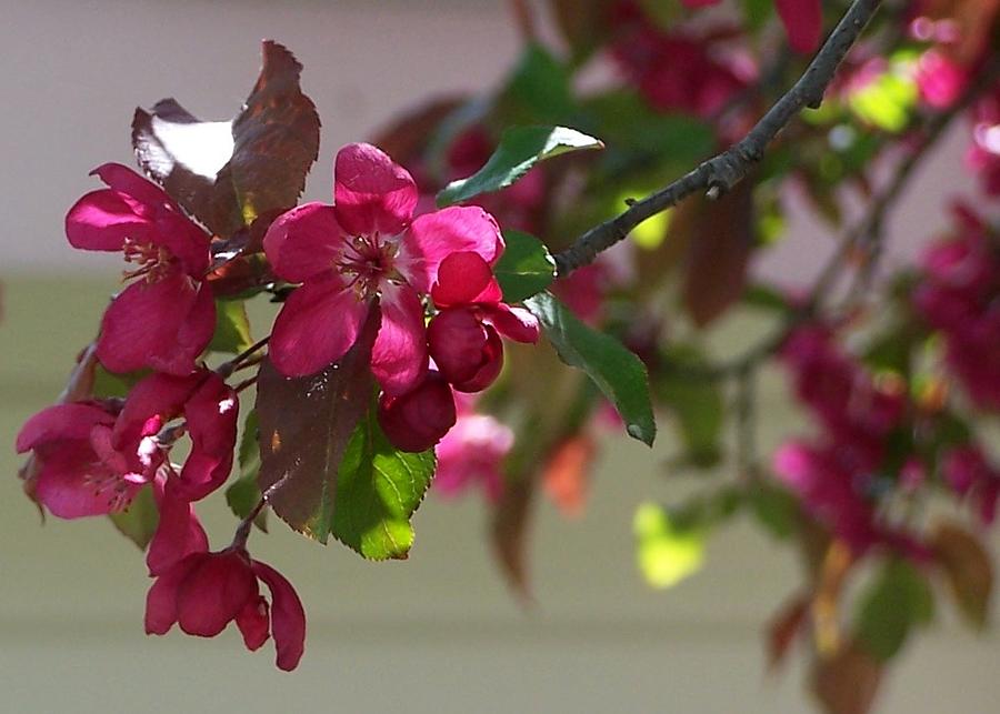 Flowering Crab Apple Photograph by Kathleen Luther