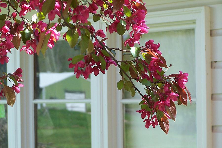 Flowering Crab Apple Window Photograph by Kathleen Luther