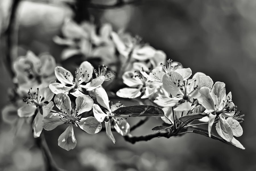 Flowering Crabapple 2 BW Photograph by Scott Wood