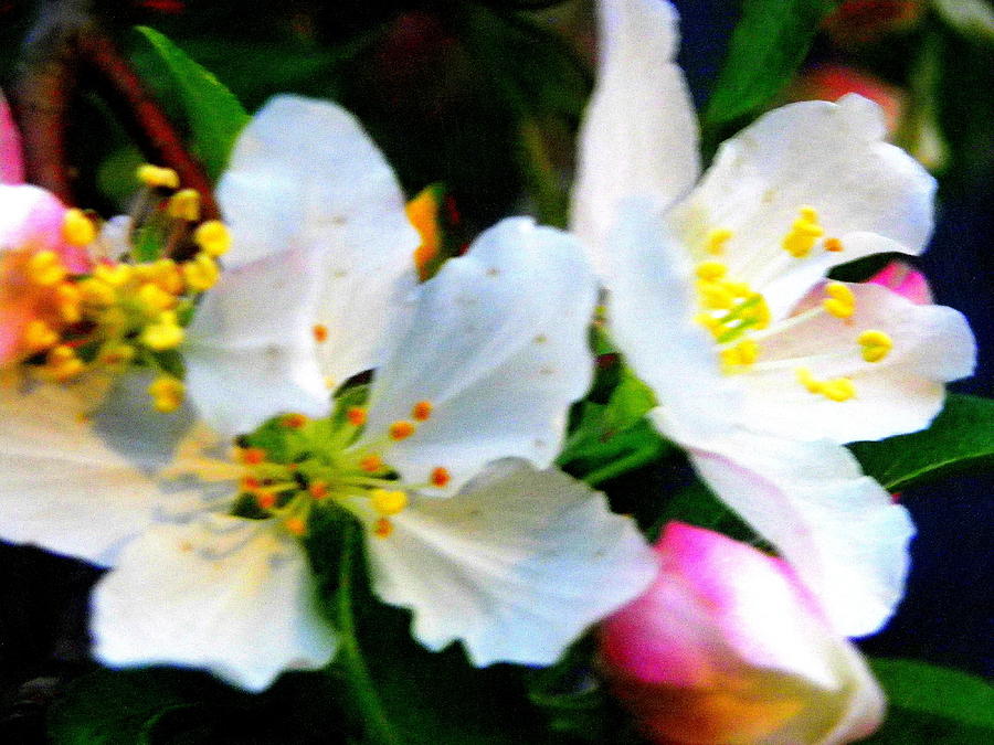 Flowering Crabapple2 Photograph