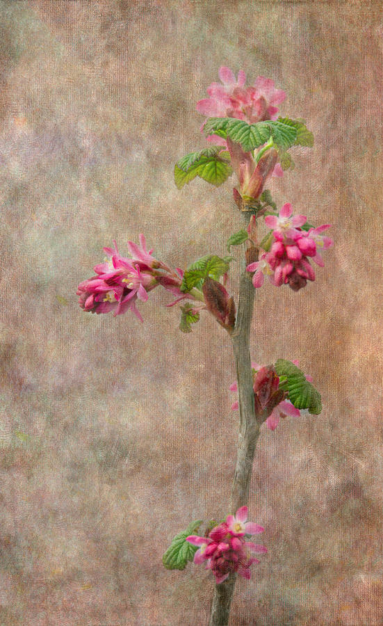 Flowering Currant Photograph by Angie Vogel