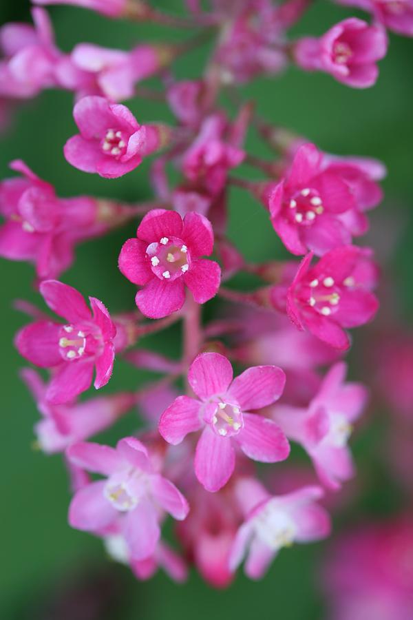 Nature Photograph - Flowering Currant by Mark Severn