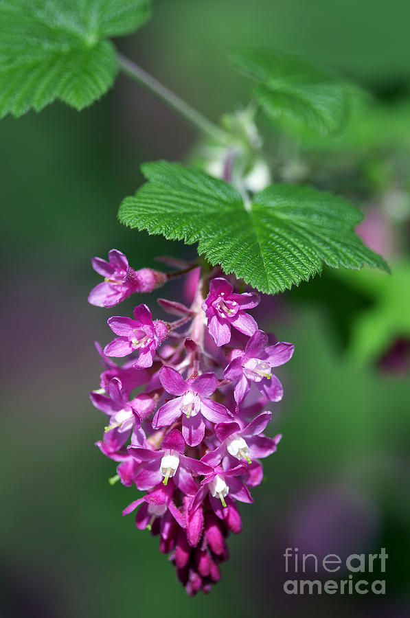 Flowering Currant Photograph by Sharon Talson
