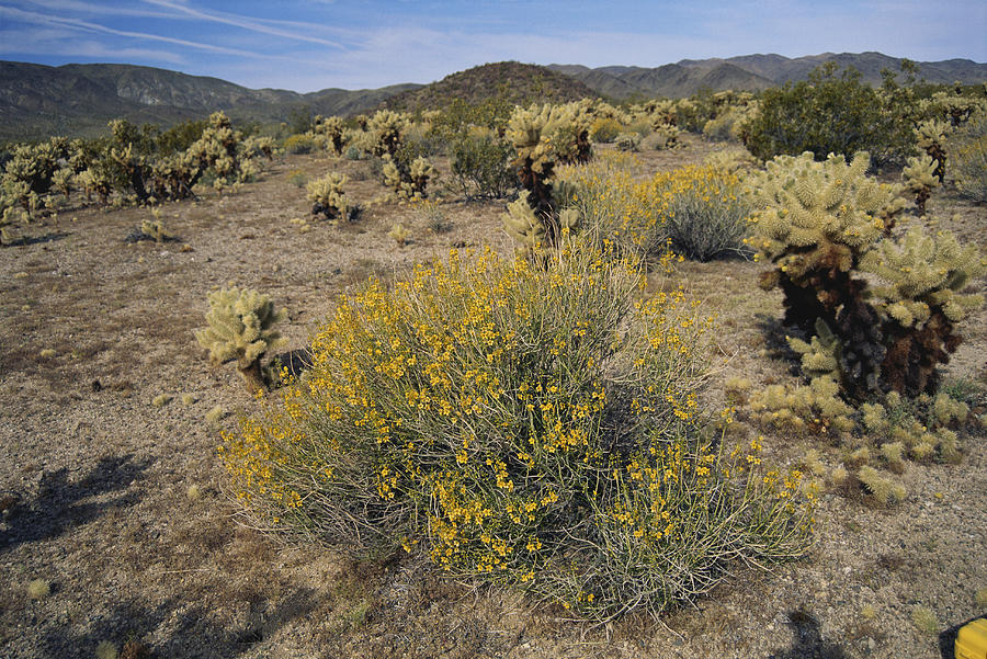 Flowering Desert, California Photograph by Greg Ochocki