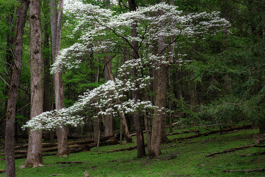 Spring Photograph - Flowering Dogwood by Charlie Choc